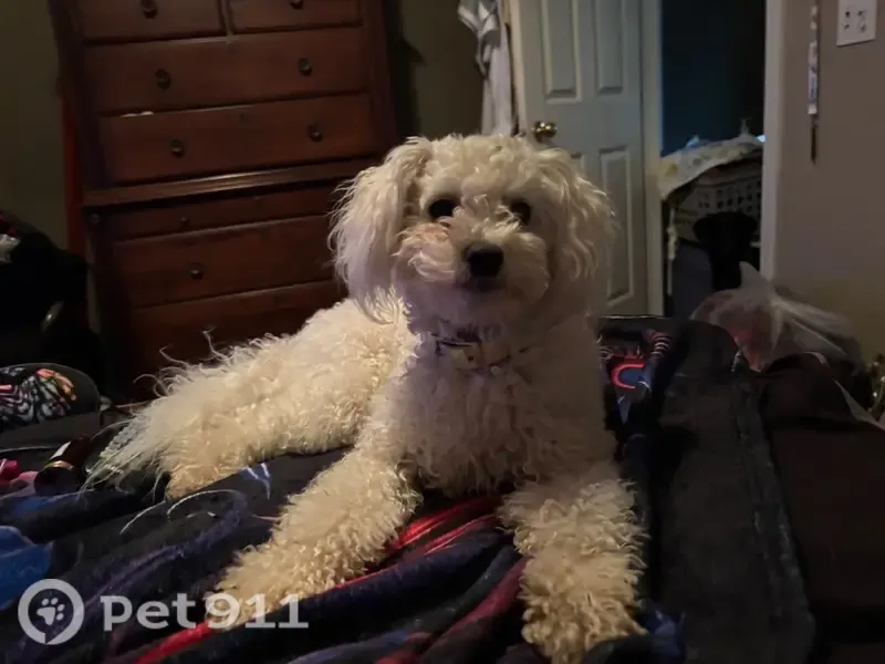 Lost dog, female, Oak Leaf Lane, 32, Valley Springs, Rocklin — white, 2-year-old poodle mix - photo