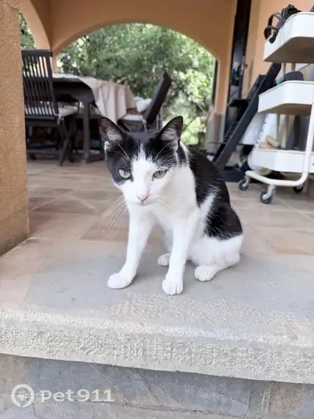 Gato perdido, Camino los Polvitos, 276, Estepona — muy cariñoso y maullador - photo