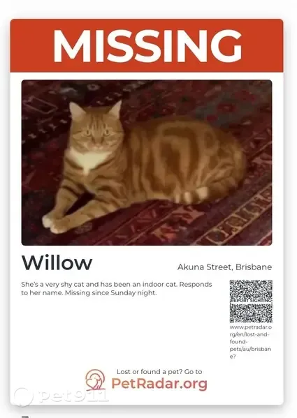 Lost cat, Akuna Street, 95, Brisbane — female ginger domestic shorthair - photo