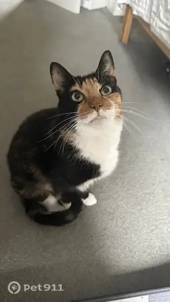Lost cat, Newlands Road, Scotland, Giffnock — female indoor-only calico - photo