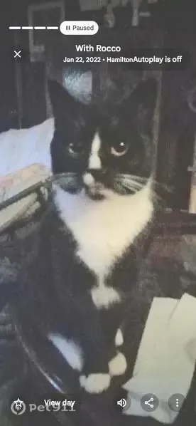 Lost cat, Monroe, New Jersey, Philadelphia — male, very bonded - photo