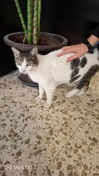 Gato encontrado, Marbella, Andalucía, Madrid — gata blanca con manchas grises - photo