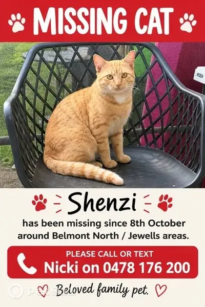 Lost cat, Luskin Way, Newcastle — male ginger cat with a white chest patch - photo