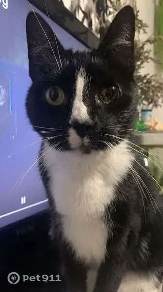 Lost cat, male, Lipton Drive, 29, Frankston — black-and-white, 16 years old - photo