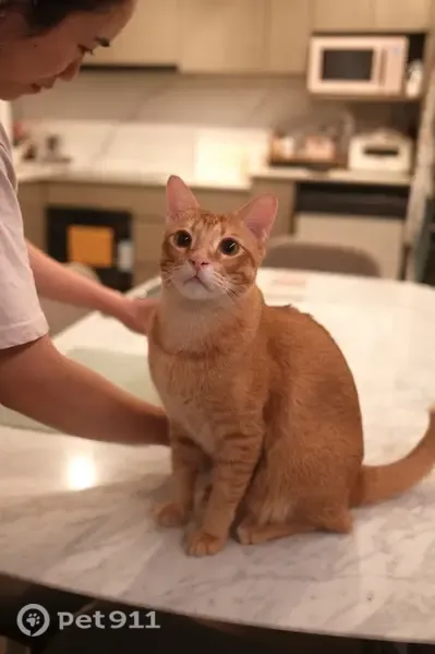 Lost cat, Singapore 359967, Hougang — dark orange male with a pink nose - photo