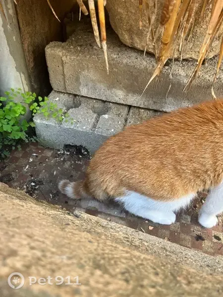 Gato encontrado, Carrer de Sant Antoni, 32, Premia de Mar — naranja, con cola corta y rayas blancas - photo