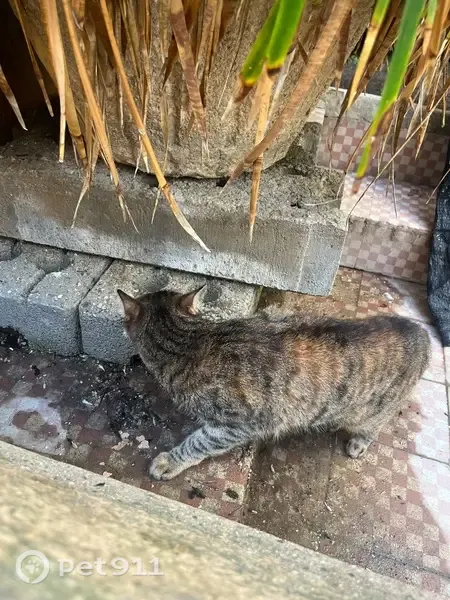 Gato encontrado, Carrer de Sant Antoni, 35, Premià de Mar — hembra joven y muy asustada - photo
