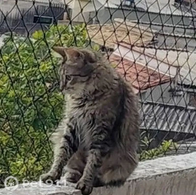 Gato perdido, Rua Flôr da Viúva, 35 — fêmea, rajada e de pelo médio a longo - photo