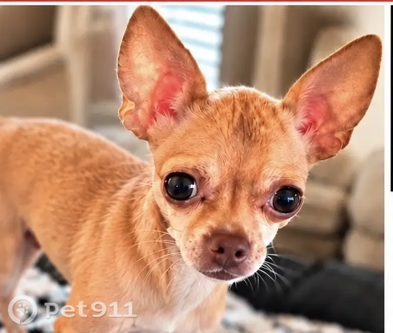 Lost dog, female, Fred's Folly Drive, Corpus Christi — needs daily medication - photo