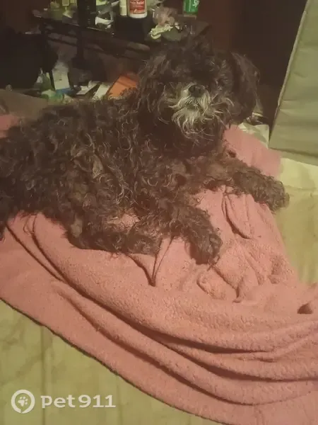 Lost dog, Meadowbrook Road, 4488, Meadowbrook, Tunnelton — male, partially deaf and blind - photo