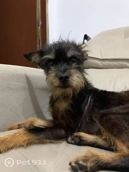 Cachorro perdido, Rua Amador Lourenço, São Paulo — não morde - photo