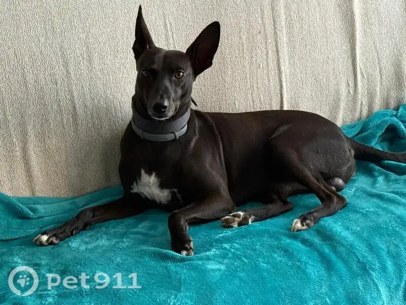 Perro perdido, Avinguda de Vilamajor, 63, Sant Antoni de Vilamajor, Granollers — posible avistamiento el miércoles por la mañana - photo