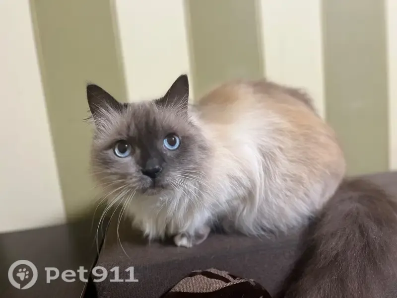 Зникла кішка, самець, вулиця Ґрохольських, 22, Вінниця — 11 років, помаранчевий ошийник - photo