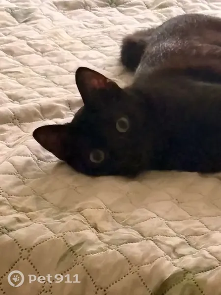 Gato perdido (hembra), Calle de Francisco de Ruesta, Zaragoza, Delicias — negro y sin collar - photo