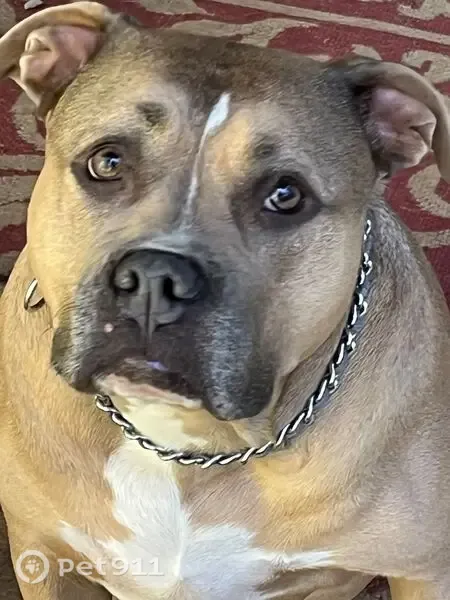 Lost Dog, female, 7th Street Southwest, Graysville — brown pitbull with a white face stripe - photo