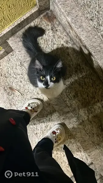 Gato encontrado, Recreio São Jorge, Guarulhos - SP, Brasil — frajola, carinhoso e castrado - photo