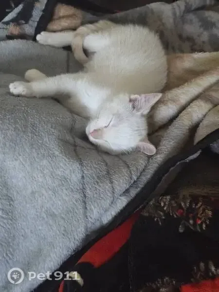 Lost male cat, East 60th Place, 4851, Maywood — white with orange-striped tail - photo