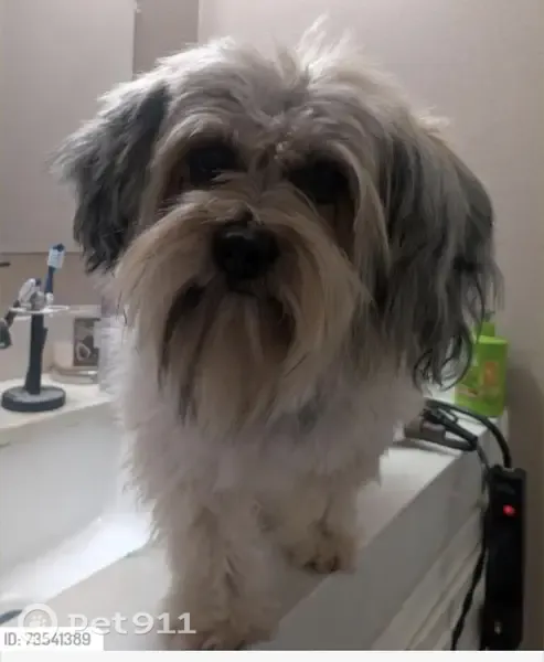 Lost female dog, Columbia Avenue, 3630, Riverside — white with gray coloring - photo