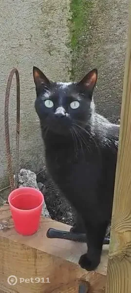 Gato perdido, Calle del Castaño, Parque Coimbra, Mostoles — macho adulto con chip - photo