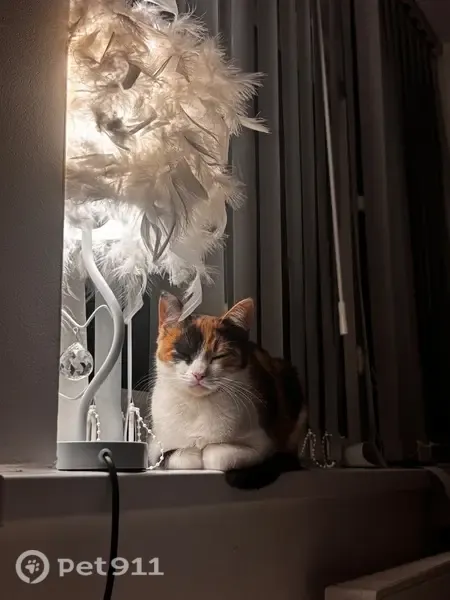 Lost cat, Cranmer Close, Kingston upon Hull — female, responds to her name - photo