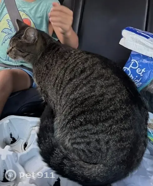 Lost cat, Jersey Apartment, Maysville — big, brown and scared male - photo