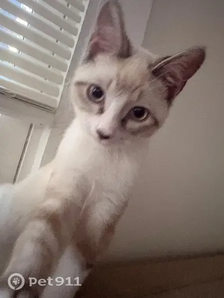Lost male cat, Harris Street Northwest, 668, Concord, Charlotte — white with blond spots - photo