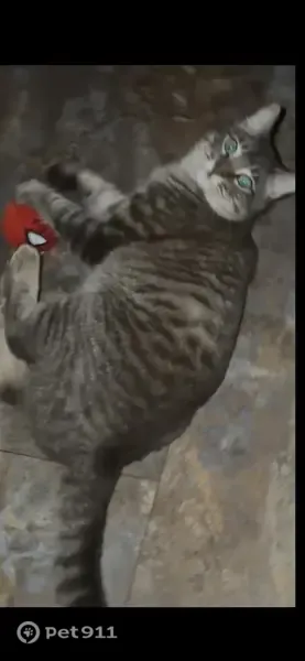 Lost male cat, Bainbridge Avenue, 11343, City of St. George, Inniswold — gray stripe with white belly - photo