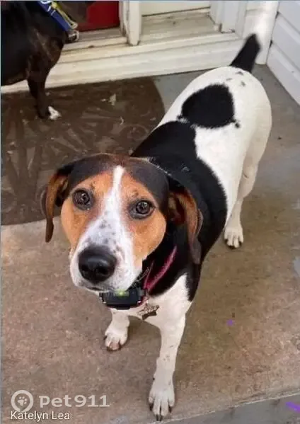 Lost female dog, North Carolina Highway 150, 10334, Reidsville, Burlington — mostly white with black saddle and spots - photo