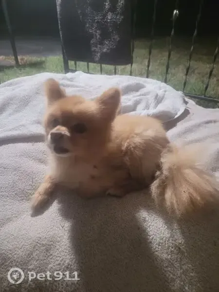 Found dog, Ironton Road, 11714, Little Rock — male, very friendly Golden Pomeranian - photo