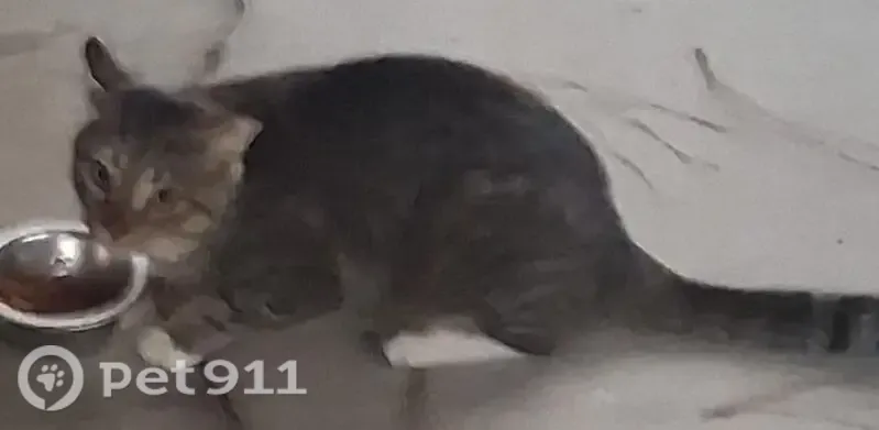 Found cat, West Earl Loop, 8396, Homosassa, Tampa — tabby with white paws - photo