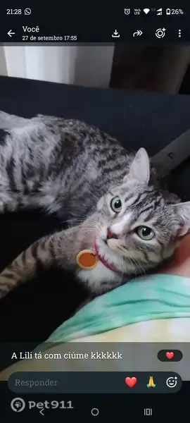Gato perdido, fêmea, Rua Serra da Mantiqueira, Uberlândia — coleira rosa com pingente de identificação - photo