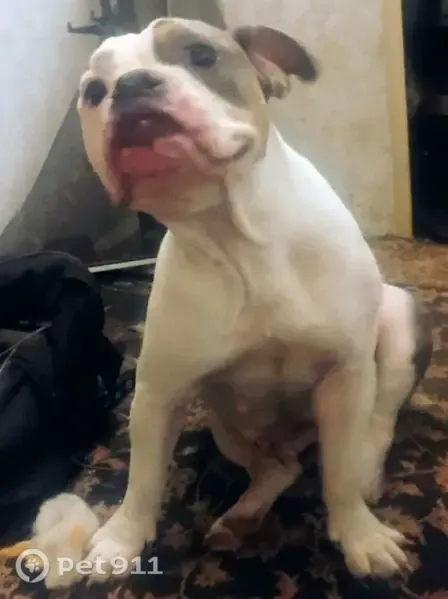 Lost dog, County Road 107, 8409, Grandview — female English bulldog, white with brown and brindle markings - photo