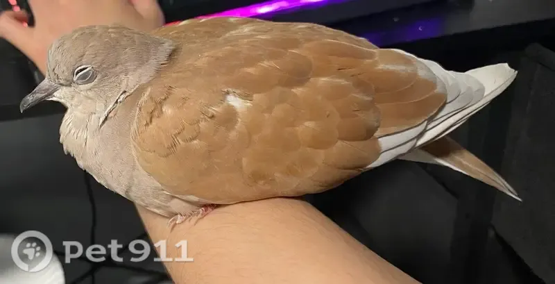 Lost bird, East Main Street, 12, Schuylkill Haven — female ringneck dove - photo