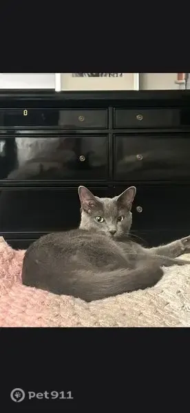 Lost cat, female, South Higbie Place, 627, Grosse Pointe Woods — grey Russian Blue - photo