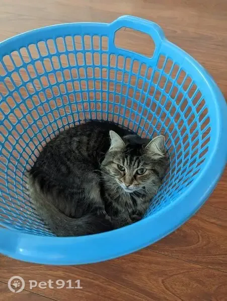 Lost cat, female, Juniper Street, Brisbane, Park Ridge — weak eye - photo