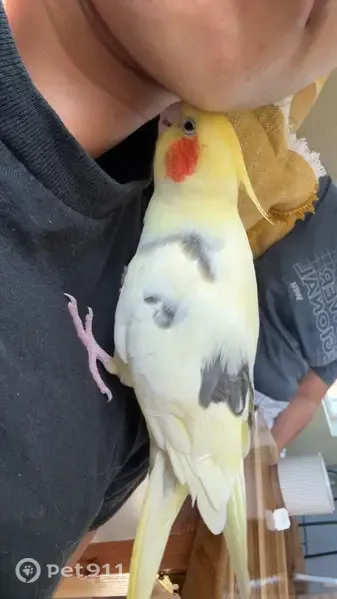 Lost bird, Laguna Creek Trail, Elk Grove, Sacramento — yellow cockatiel with red cheeks - photo