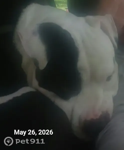 Lost male dog, Bluehouse Lane, 692, Yemassee — friendly pitbull with a teardrop-like mark above his eye - photo