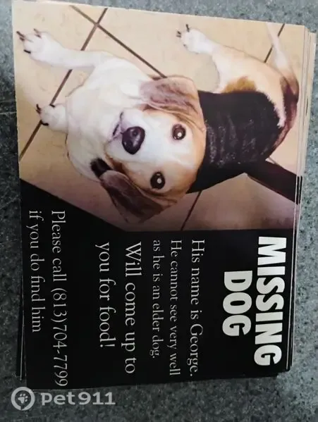 Lost dog, Green Grass Place, Orient Park, East Lake-Orient Park — white and black-and-brown Beagle - photo
