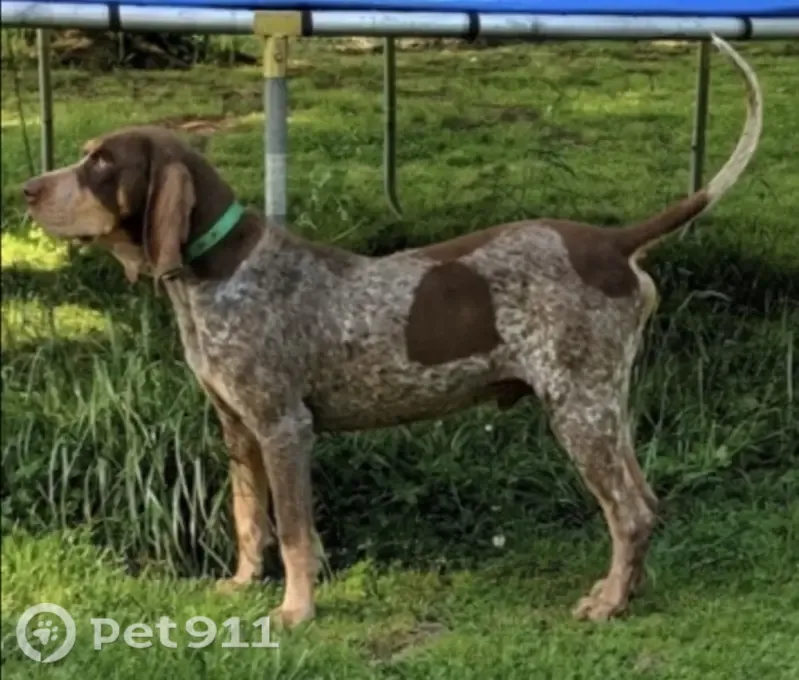 Lost dog, male, Fruit Farm Road East, 419, Fort Payne — 15-year-old Blue Tick Coon dog - photo