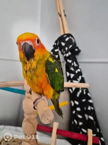 Lost bird, Bay Road, 77, Central Coast Council, The Entrance — female, blue and green wings - photo