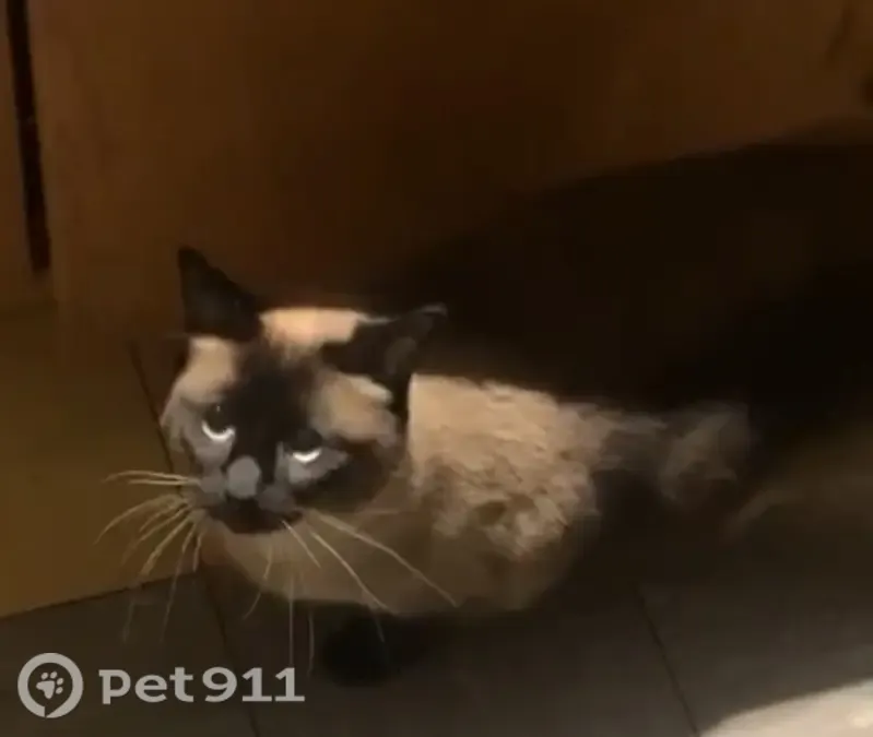 Lost cat, Grandview Lane, 5261, Edina — female Siamese with a darker face and legs - photo