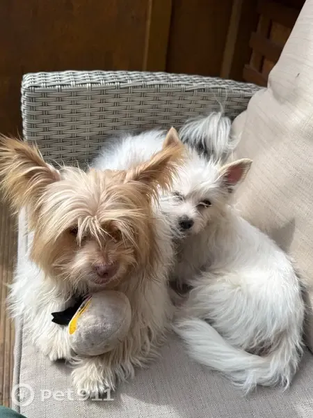 Perro perdido, Diseminado Diseminados, 165, Monda, Marbella — blanco con manchas marrones - photo