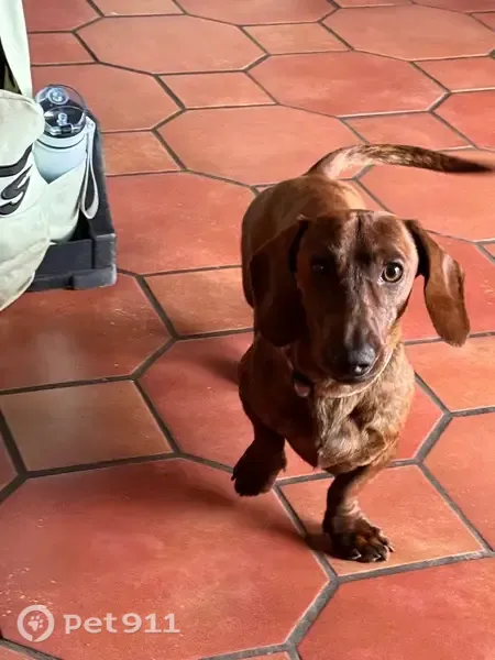 Perro perdido, Vía Sin Nombre, Jaraíz de la Vera, Plasencia — pequeño, con collar de Extremadura - photo