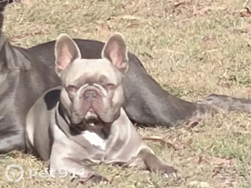 Lost dog, Carrum Road, Logan, Strathfield — male with a lilac coat - photo