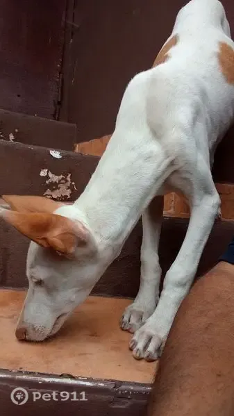 Perro perdido, Caserio el Miradero, Santa Bárbara, Icod de los Vinos — tiene 5 meses - photo