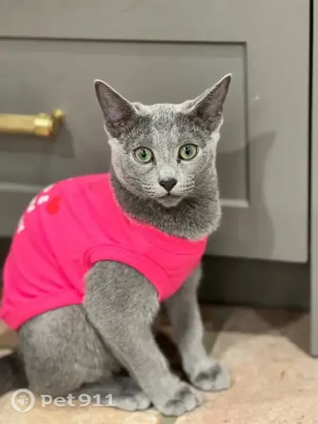 Lost cat, North Avenue, 33, Montvale, Arlington — small gray female with green eyes - photo