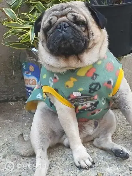 Cachorro perdido, Vila Branca, Jacareí - macho, Pug com alergia e machucadinhos - photo