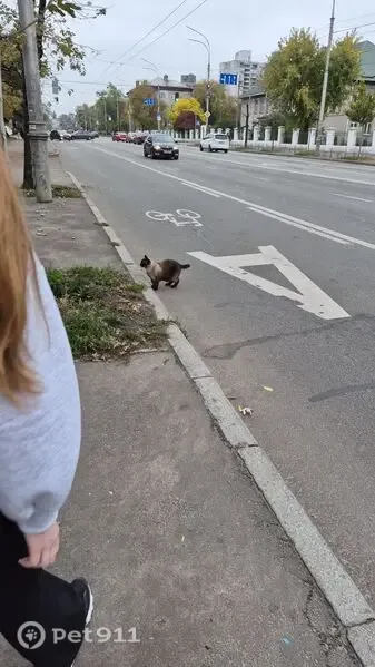 Знайдена кішка, вулиця Будівельників, 36, Київ — коричневого забарвлення - photo