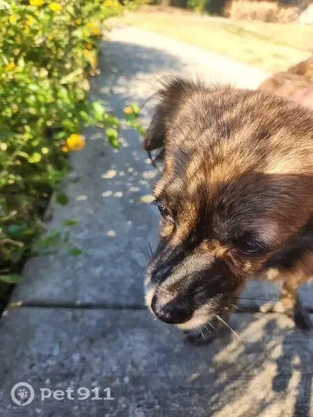 Found dog, Windy Stone Drive, 19425, Katy — female Chihuahua with white around the nose - photo