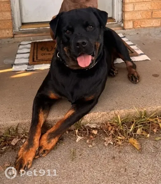 Lost dog, Todd Court, 698, Burleson — male Rottweiler, friendly and still has his tail - photo